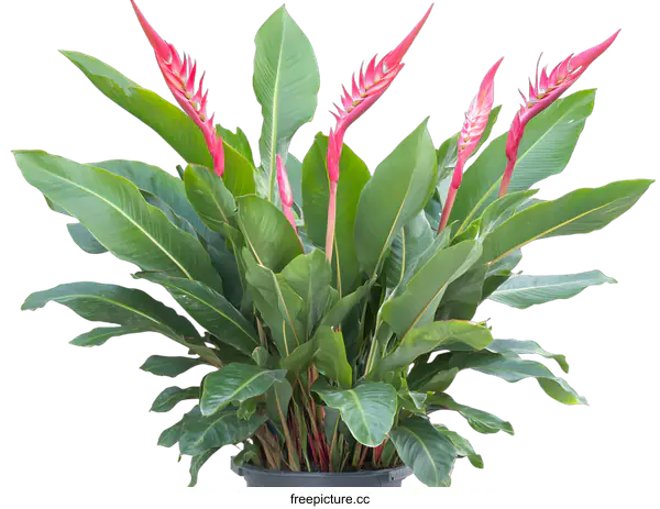 [Transparent Background PNG]Green Tropical Plant With Pink Flowers Isolated On White Background