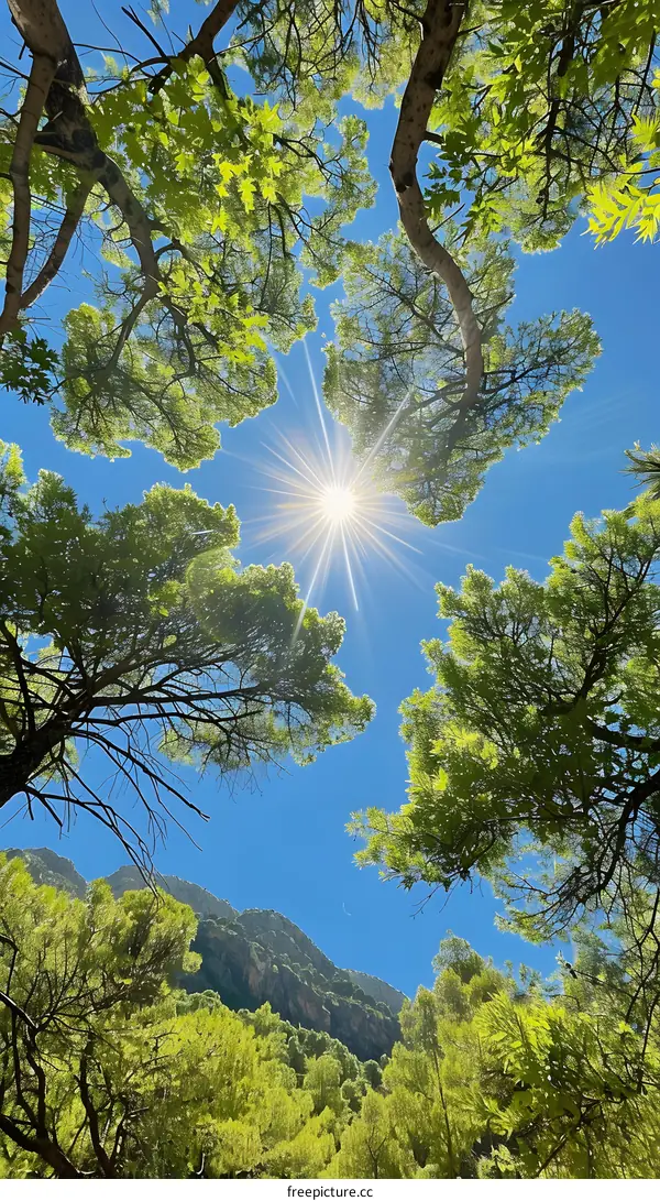 Looking up at the bright sun through the green leaves of tall trees