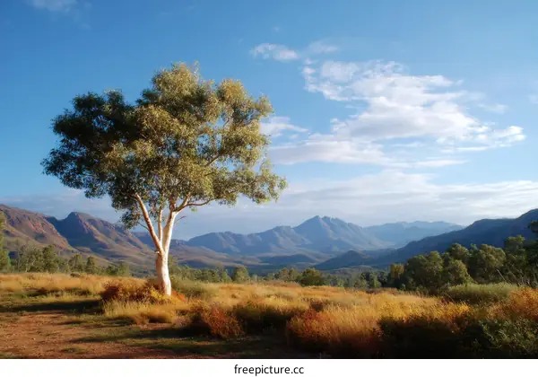 A Majestic Tree Stands Against the Mountain Range
