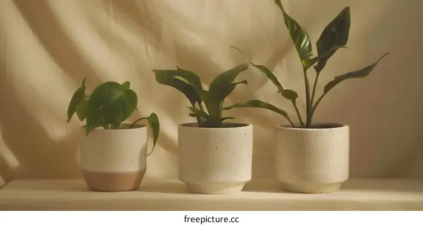 Three potted plants on a white shelf