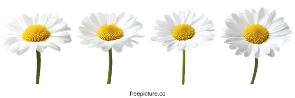 [Transparent Background PNG]Four Beautiful White Daisies in a Row