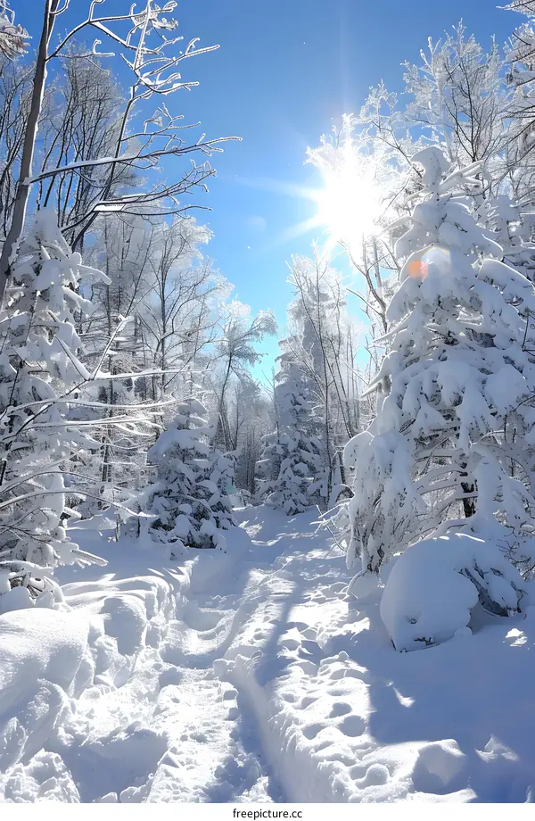The sun shines through the snow-covered trees in the forest