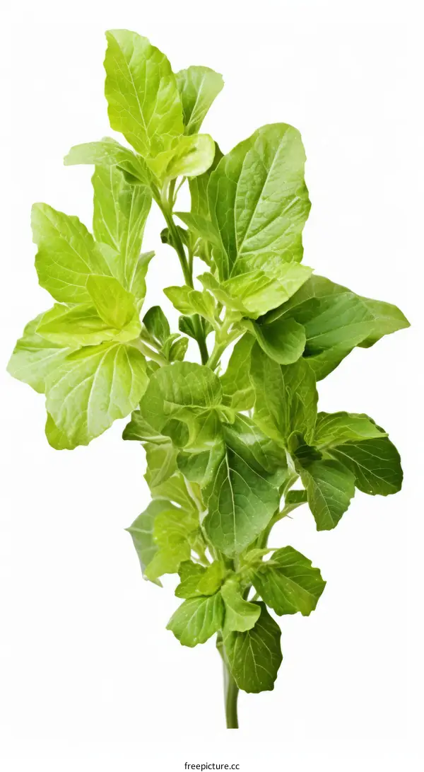 Green Amaranth Plant Close-Up