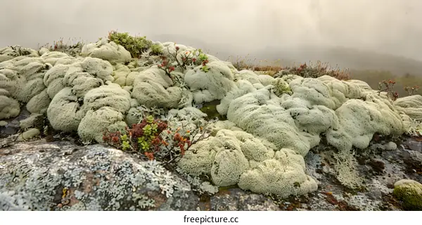 Close Up of Lush Green Moss Growing on a Rock in a Foggy Forest