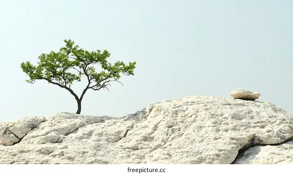 Solitary Tree on a Rocky Hilltop