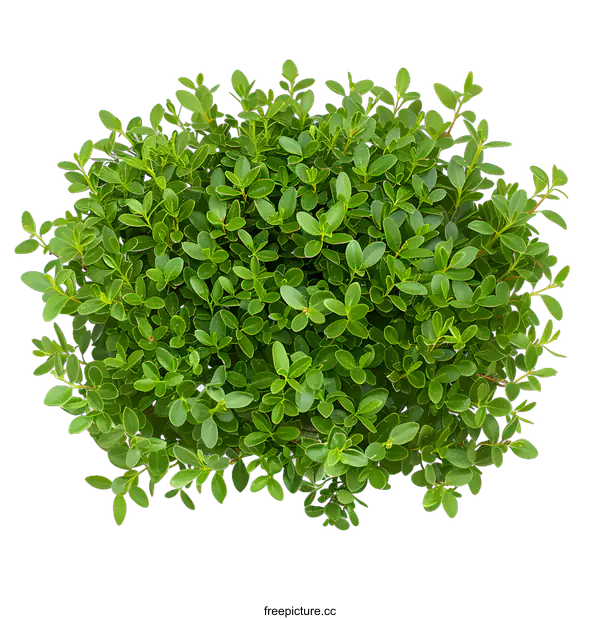 [Transparent Background PNG]Green Bush Top View Isolated on White Background
