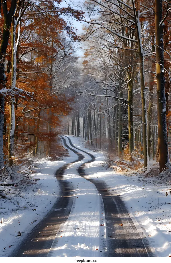 Curving snow-covered road through bare and snow-covered trees