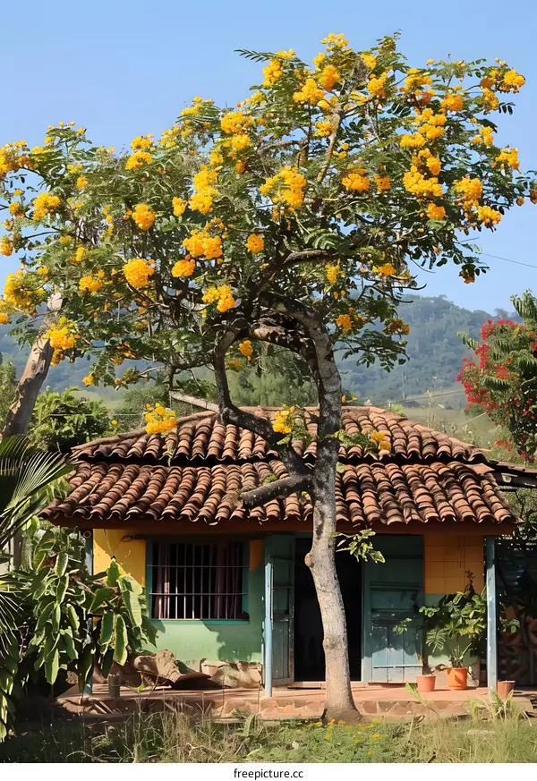 Yellow Flowers Blooming on a Tree In Front of a Small House