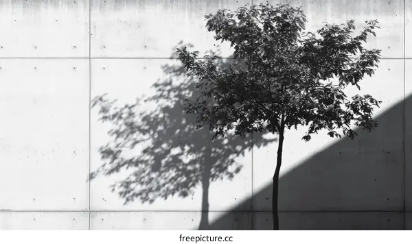 Shadow of a Tree Against a Concrete Wall