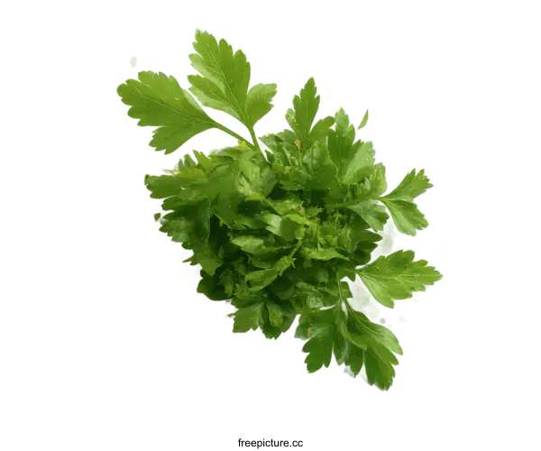 [Transparent Background PNG]Fresh Parsley Bunch with Crumbles