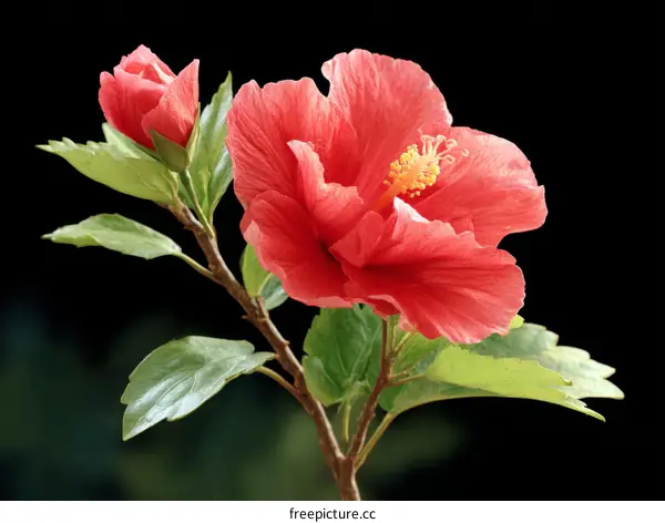 Close-up of a vibrant red hibiscus flower