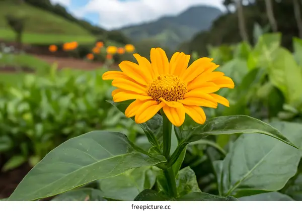 Close Up of Yellow Flower in Green Meadow