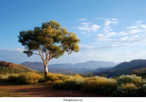 Scenic Mountain View with a Solitary Tree