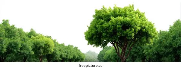 Green Trees in a Park Scene