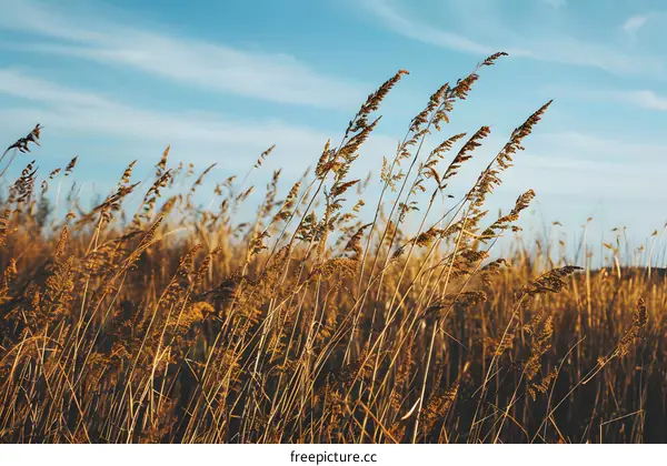 Tall Grass Field Under a Blue Sky