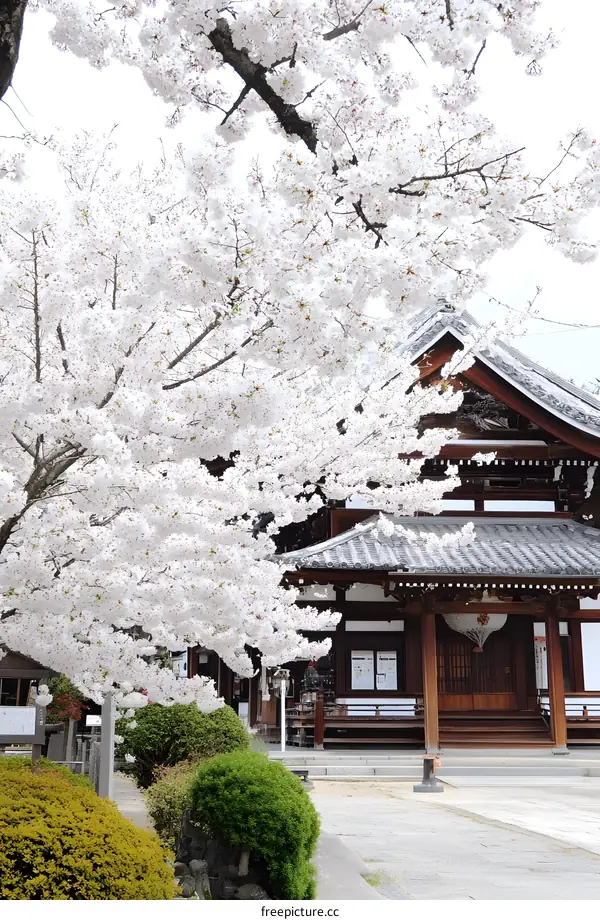 Cherry Blossoms in Front of Japanese Temple