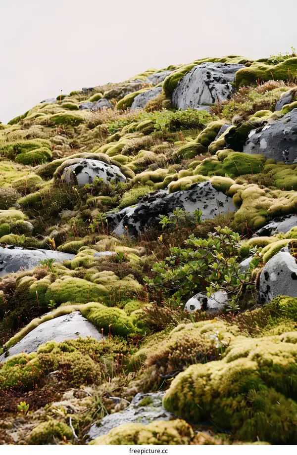 Green Moss Covered Rocks in the Mountains