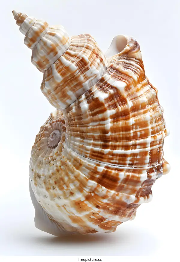 Seashell on White Background