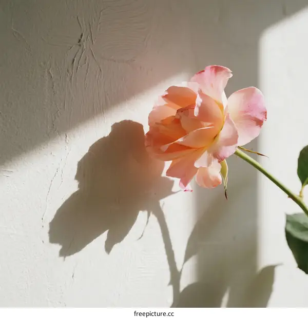 A Delicate Pink Rose Against a Textured White Wall
