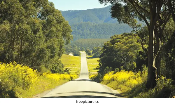 Country Road Through Lush Landscape