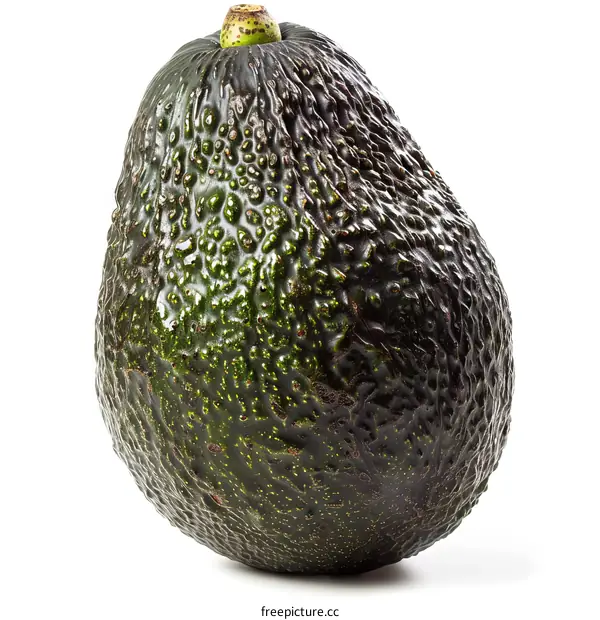 Single avocado on white background