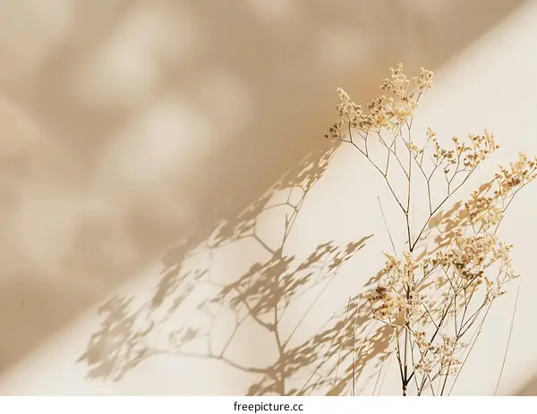 Dried Flower Shadow on Wall