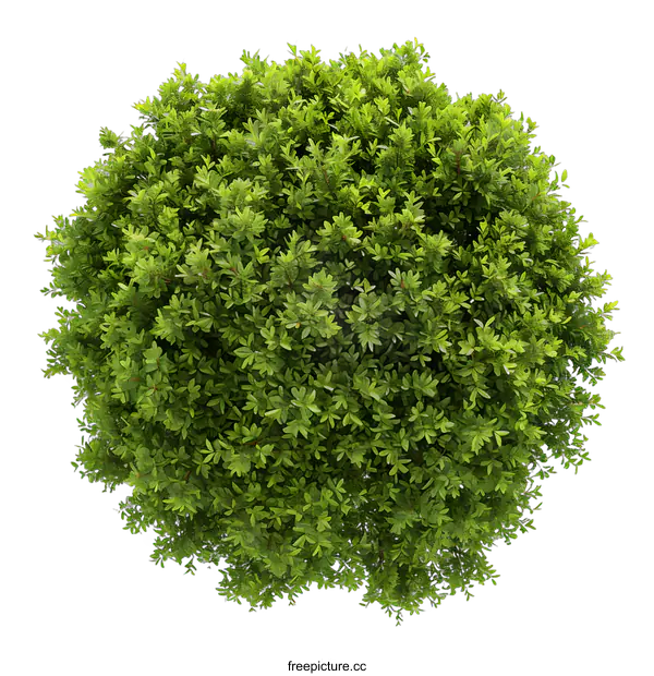 [Transparent Background PNG]Green Bush Top View Isolated on White Background