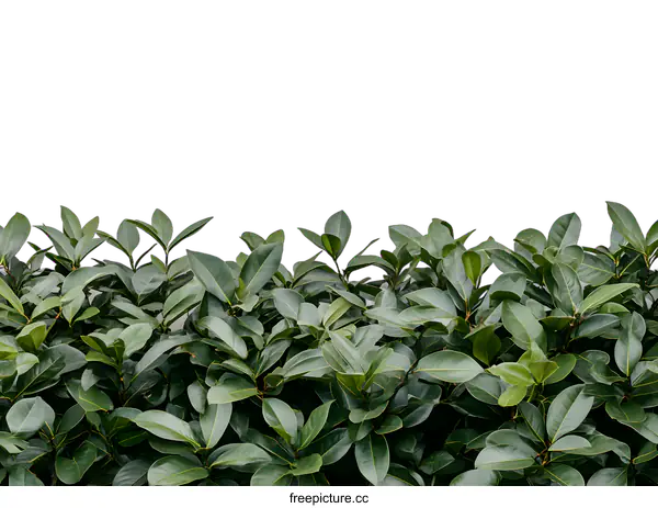 [Transparent Background PNG]Green Leaves Against White Wall Minimalist Nature Background