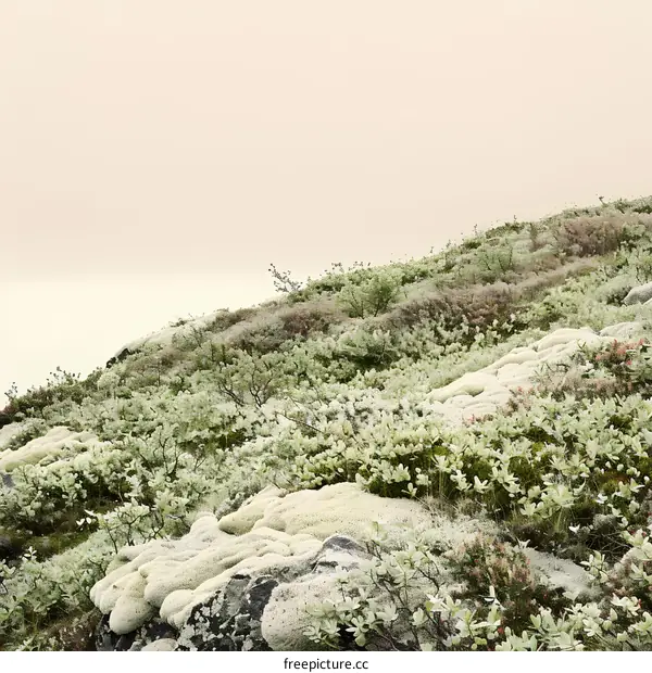 Green Mossy Landscape With Foggy Background