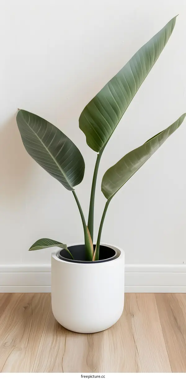 White Potted Plant Against White Wall