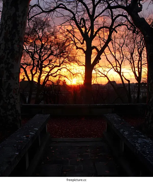Beautiful Sunset Through the Trees