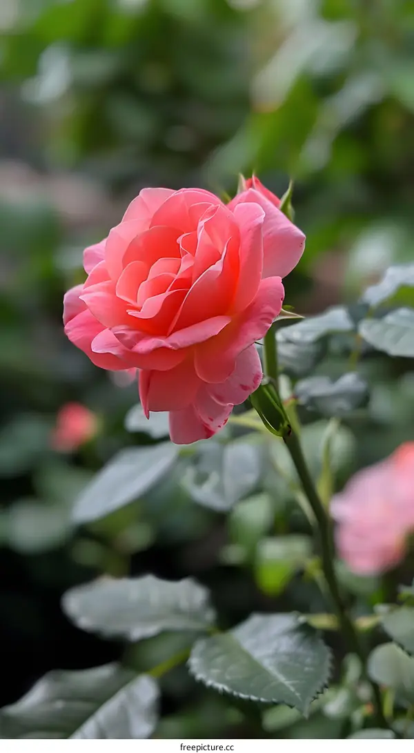 Close Up Pink Rose in Full Bloom