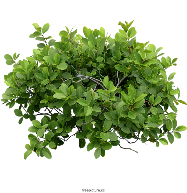 [Transparent Background PNG]Green Bush with Leaves Isolated on White Background
