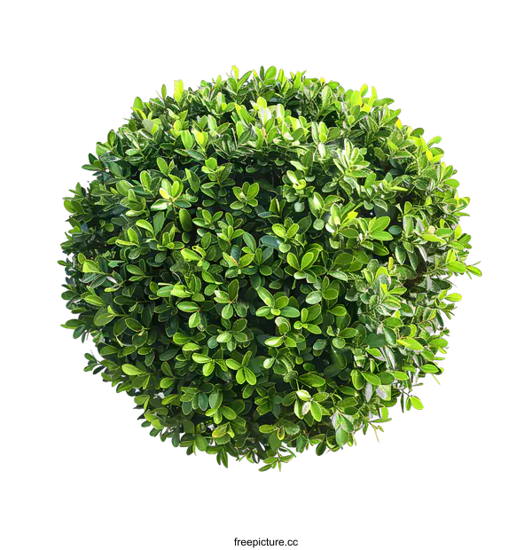 [Transparent Background PNG]Green Bush Isolated on White Background