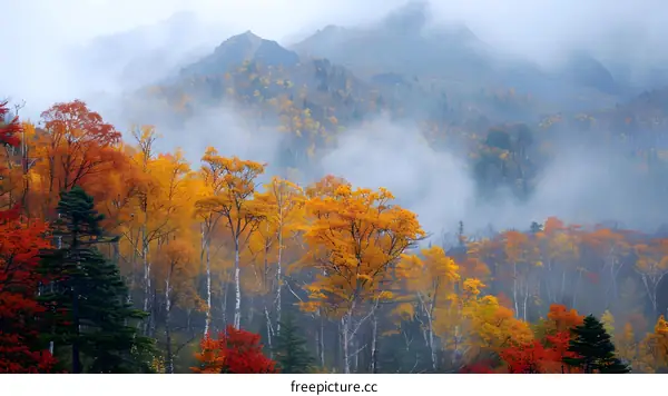 Autumn in the misty mountains