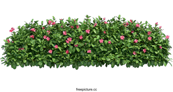 [Transparent Background PNG]Green Bush With Pink Flowers Isolated On White Background