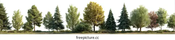 Row of Trees in a Park Setting