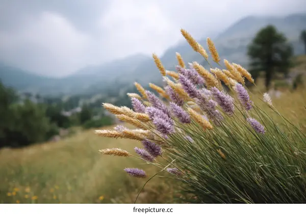 A Colorful Meadow of Mountain Grass