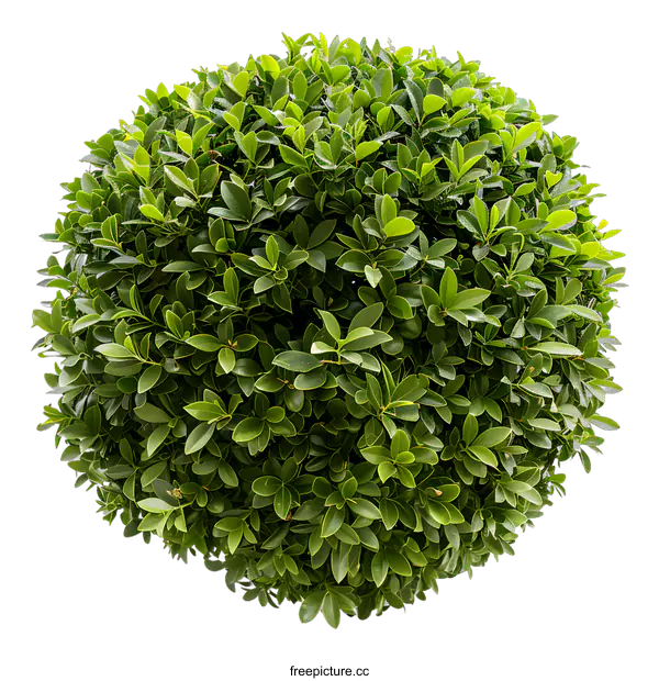 [Transparent Background PNG]Green Round Bush With White Background