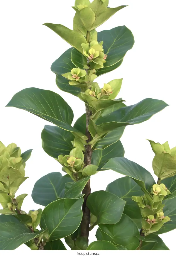 Green Branch of a Plant with Yellow Flowers