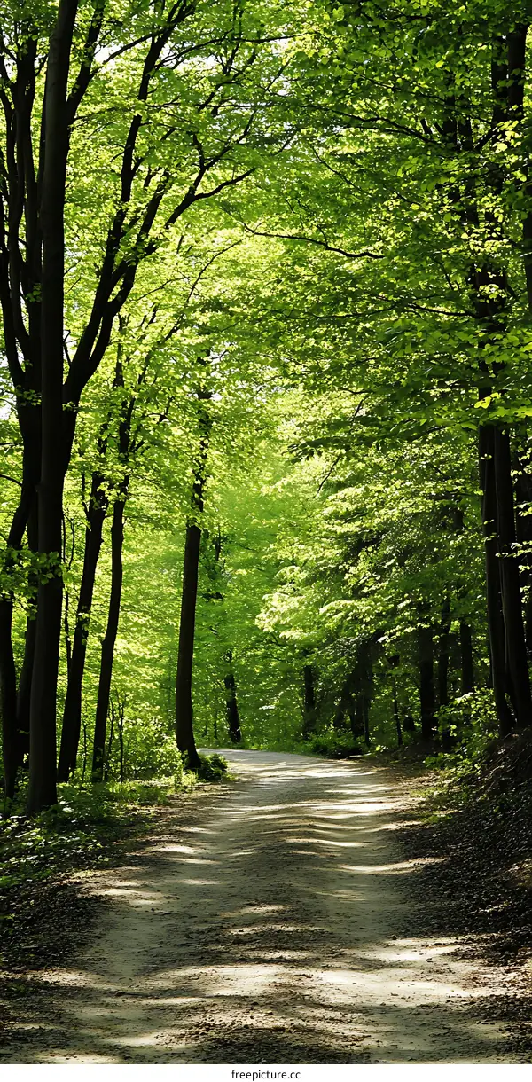 Path Through Green Forest Trees