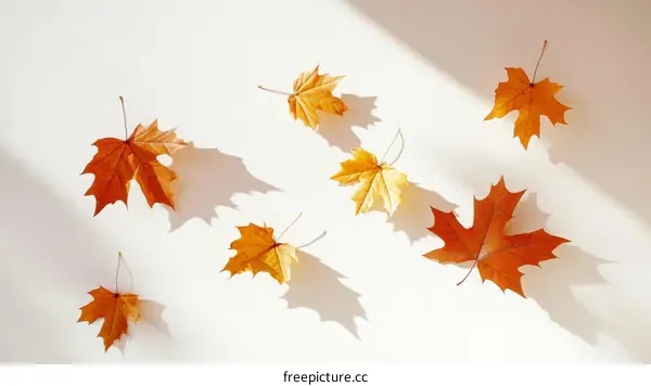Autumn Leaves Arrangement on White Background