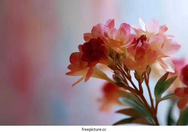 Close-up of Vibrant Blossoms in Pastel Hues