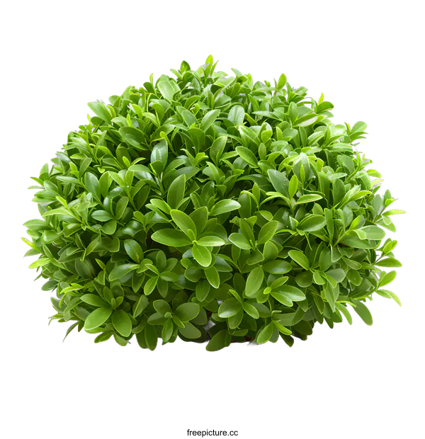 [Transparent Background PNG]Green Bush Isolated On White Background