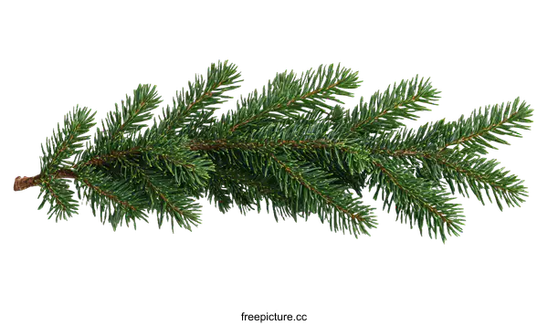 [Transparent Background PNG]Closeup of Christmas Fir Branch