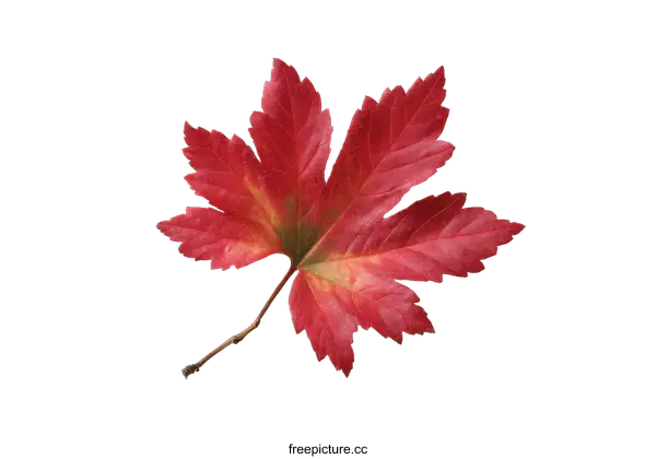 [Transparent Background PNG]Autumn Leaf Close-up Against White Background