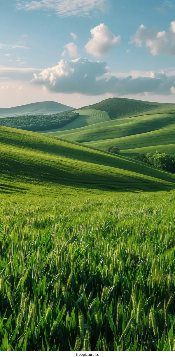Rolling Wheat Fields Under a Blue Sky