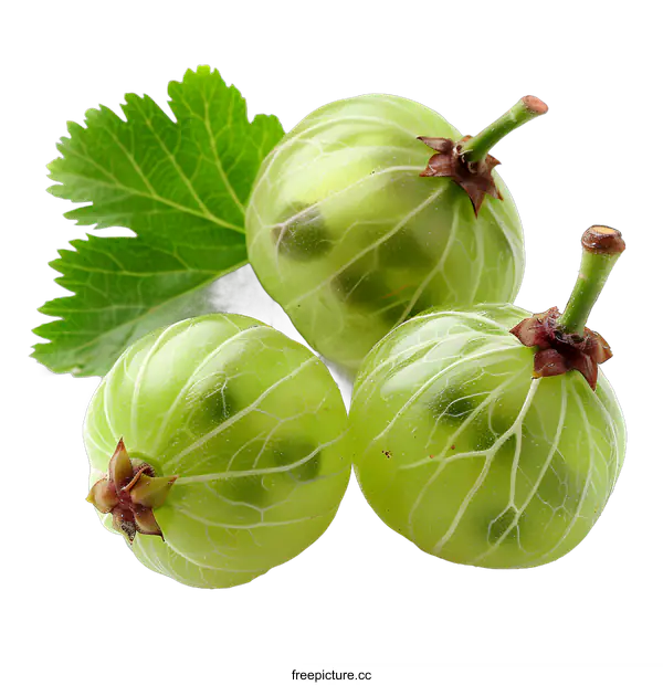 [Transparent Background PNG]gooseberry