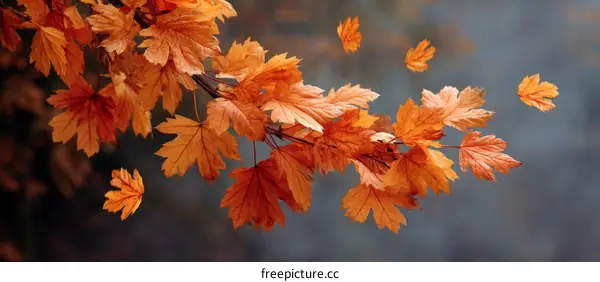 Autumn Leaves in the Wind Colorful Nature