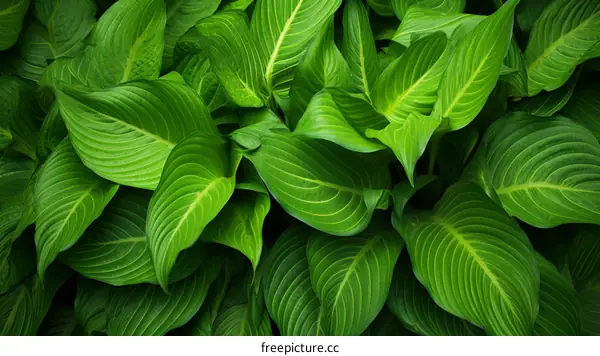 Tropical Green Leaves Close-up